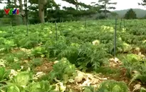 Nạn trộm cắp nông sản đe dọa nông dân