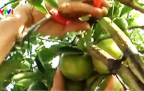 Đồng Tháp tìm hướng nâng giá trị nông sản