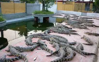 Cà Mau khuyến cáo không tự phát nuôi cá sấu
