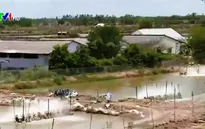 ĐBSCL: Người nuôi tôm đồng loạt treo ao