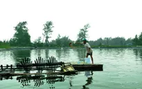 Quảng Trị: Nhiều người dân bỏ nghề nuôi tôm do dịch bệnh