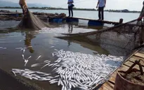 Bà Rịa - Vũng Tàu thanh tra các nhà máy chế biến hải sản gây ô nhiễm
