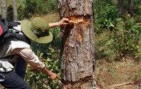 Lâm Đồng: Bắt đối tượng đầu độc rừng thông
