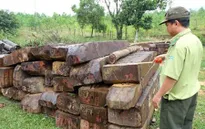 Quảng Nam: Bắt 3 đối tượng trong vụ phá rừng phòng hộ sông Kôn