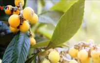 Đặc sản quả tỳ bà của vùng núi phía Bắc