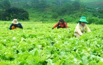 Rau sạch Lâm Đồng vào thị trường Nhật Bản