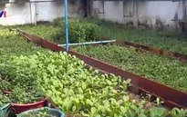 Tưới rau bằng điện thoại di động