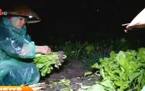 Hưng Yên: Người dân vùng rau vớt vát thu hoạch sau mưa lũ