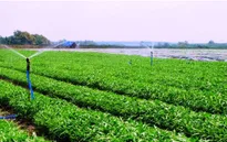 Ngày 1/10, Vingroup ra mắt mẻ rau sạch đầu tiên