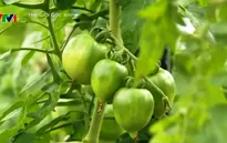 Khám phá mô hình trồng rau trong nhà kính tại Nhật Bản