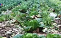 Nghệ An: Giá rau sạch giảm mạnh
