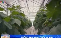 Trồng rau xanh giữa… sa mạc