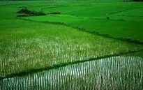 Đất chuyên trồng lúa nước được NSNN hỗ trợ 1 triệu đồng/ha/năm