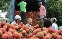 Đẩy mạnh tiêu thụ vải thiều niên vụ 2015
