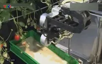 Robot hái dâu chín tự động