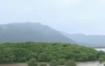 Dự án trồng rừng ngập mặn Việt Nam được chuyên gia quốc tế đánh giá cao