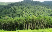 Quảng Bình tăng cường trồng rừng thay thế