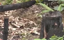 Hàng chục hecta rừng tại Phú Quốc bị tàn phá