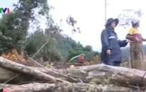 Quảng Ngãi: Rừng phòng hộ Trà Bồng bị tàn phá nặng