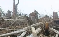 Điện Biên: Gần 480 ha rừng Mường Nhé bị tàn phá trái phép
