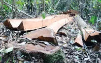 Gia tăng tình trạng xâm hại rừng Nam Cát Tiên