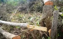 Đua nhau phá rừng phòng hộ để… thả trâu
