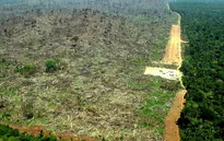 OECD: Kinh tế Brazil bị tác động mạnh bởi nạn phá rừng