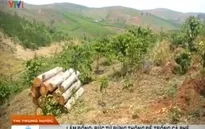 Lâm Đồng: "Bức tử" rừng thông để trồng cà phê