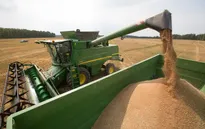 Nga xem xét cấm hoàn toàn xuất khẩu ngũ cốc