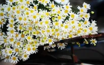10 mẹo cắm hoa cúc họa mi tươi lâu, nước trong bình không thối