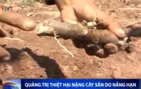 Quảng Trị: Hàng trăm diện tích trồng sắn có nguy cơ mất trắng