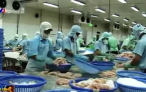 Cá da trơn xuất khẩu có nguy cơ mất thị trường Mỹ tiềm năng