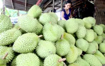 Thực hư việc ép chín sầu riêng non bằng hóa chất tại Tiền Giang