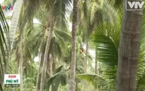 Bến Tre: Người dân gặp khó vì dừa rớt giá mạnh