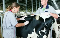 DN Việt Nam kỳ vọng ở thị trường Australia, New Zealand