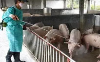 Dịch tai xanh diễn biến phức tạp