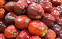 Khẩn trương rà soát táo Mỹ nhiễm khuẩn nhập về Việt Nam