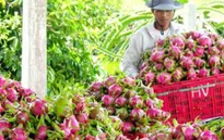 Cà Mau: Hàng chục tấn thanh long bị vứt bỏ