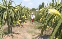 Tiền Giang: Thương lái ồ ạt thu mua hoa thanh long