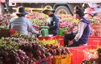 Xuất khẩu nông, lâm, thủy sản sẽ chỉ đạt 95% mục tiêu đề ra trong năm 2015