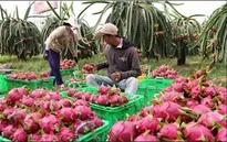 Giá thanh long chính vụ cao kỷ lục