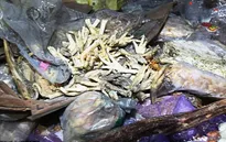 Bê bối thịt đông lạnh 40 năm tuổi tại Trung Quốc