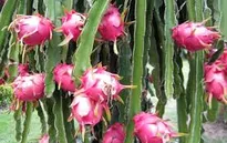 Bình Thuận: Giả thương lái mua hàng tấn thanh long rồi bỏ trốn