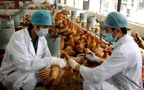 Người chăn nuôi thờ ơ với phòng cúm gia cầm