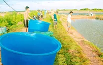 Thương lái trắng trợn cướp tôm của người dân ở Bạc Liêu