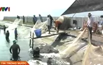 Cà Mau: 121 ha tôm bị nhiễm bệnh