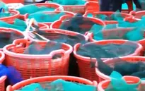 Kiên Giang: Người nuôi tôm thắng lớn