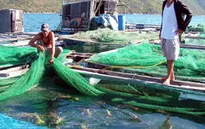 Quy hoạch vùng nuôi tôm hùm sau rủi ro thị trường và dịch bệnh