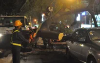 TP.HCM: Cây lớn bật gốc, đè bẹp 2 xe ô tô đang dừng đèn đỏ