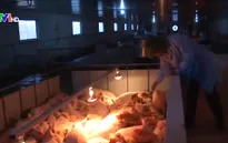 Chuyện những ông Tây sản xuất thực phẩm sạch trên đất Việt